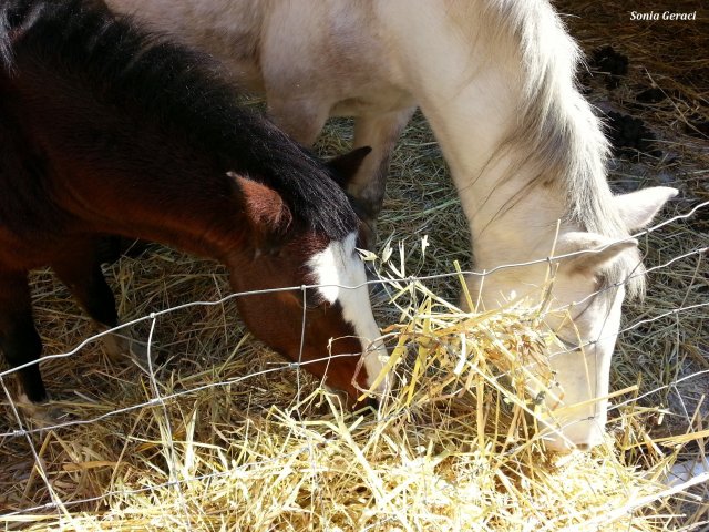 fattoria didattica